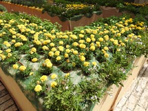 Temps de Flors 2023. Pati de les Magn&ograve;lies