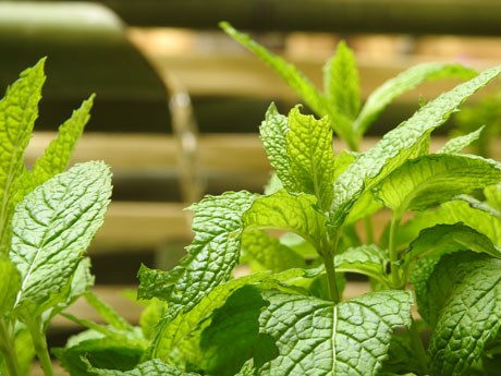 Temps de Flors 2023. Pati de les Magn&ograve;lies