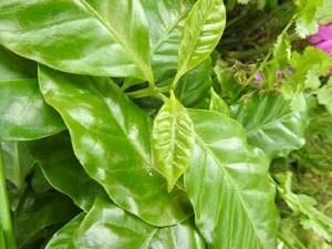 Temps de Flors 2023. Centre C&iacute;vic Can Ninetes