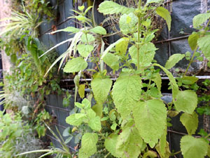 Temps de Flors 2023. Centre C&iacute;vic Can Ninetes