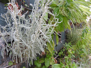 Temps de Flors 2023. Centre C&iacute;vic Can Ninetes