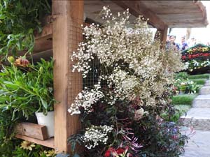 Temps de Flors 2023. Escales de la Mare de D&eacute;u de la Pera