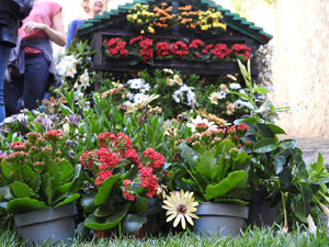 Temps de Flors 2023. Escales de la Mare de D&eacute;u de la Pera