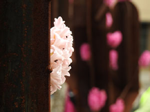 Temps de Flors 2023. Pla&ccedil;a de Sant Feliu