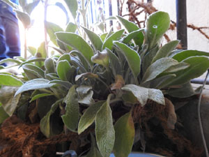 Temps de Flors 2023. Pont d'en G&oacute;mez