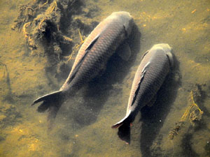 Temps de Flors 2023. Pont d'en G&oacute;mez