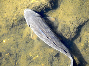 Temps de Flors 2023. Pont d'en G&oacute;mez