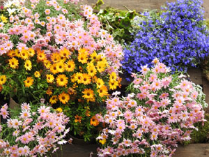 Temps de Flors 2023. Pla&ccedil;a Jacint Verdaguer (baix)l'esdeveniment