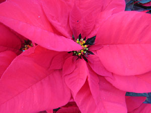 Nadal 2023. Firanadal a la pla&ccedil;a de la Independ&egrave;ncia