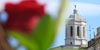 Parades de llibres i de roses