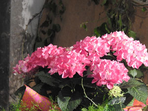 Temps de Flors 2024. Casal del carrer de la Força