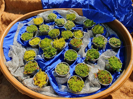 Temps de Flors 2024. Esgl&eacute;sia dels Dolors. Escales