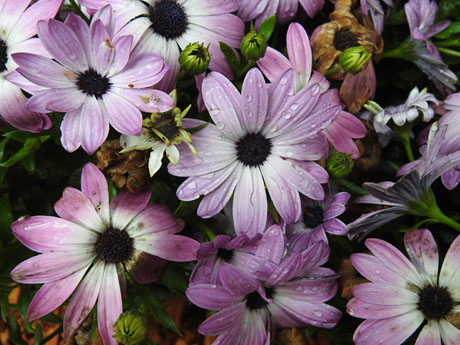 Temps de Flors 2024. Jardins del doctor Figueras