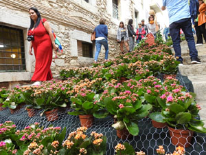 Temps de Flors 2024. Escales de la Mare de Déu de la Pera