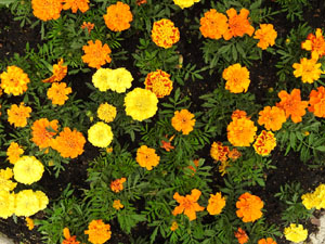 Temps de Flors 2024. Hotel Museu Llegendes