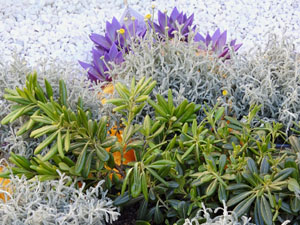 Temps de Flors 2024. Pla&ccedil;a de la Independ&egrave;ncia