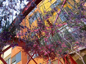 Temps de Flors 2024. Making of de l'esdeveniment