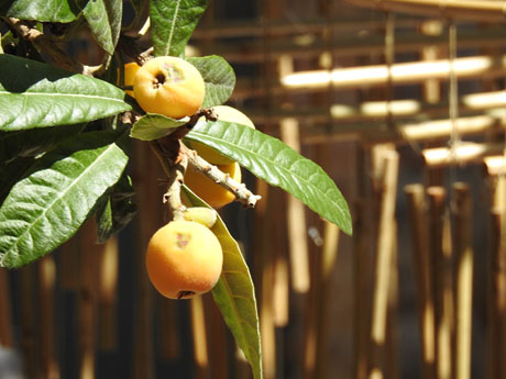 Temps de Flors 2024. Museu d'Hist&ograve;ria dels Jueus - Pati