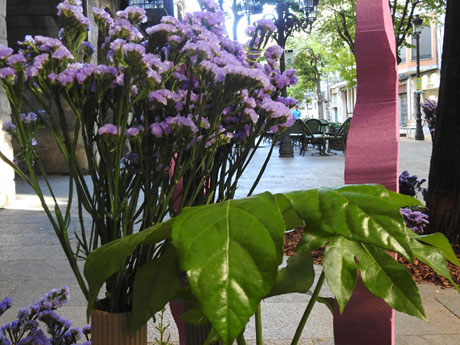 Temps de Flors 2024. Punt de Trobada