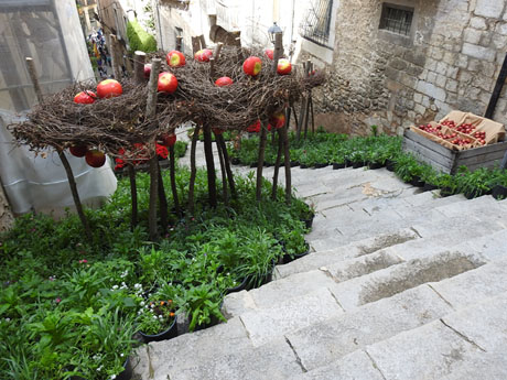 Temps de Flors 2024. Escales de Sant Mart&iacute;