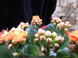 Temps de Flors 2024. Absis de Sant Pere de Galligants