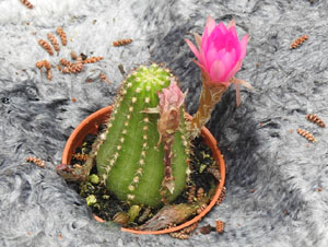 Temps de Flors 2024. Absis de Sant Pere de Galligants