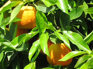 Temps de Flors 2025. Jard&iacute; de l'&Agrave;ngel