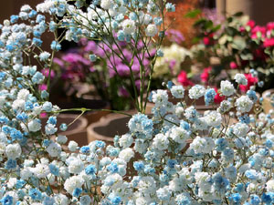 Temps de Flors 2025. Passeig Arqueològic. Mirador de dalt