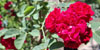 Jardins de la Devesa