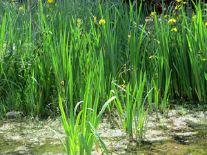 Temps de Flors 2025. Jardins del doctor Figueras. Font