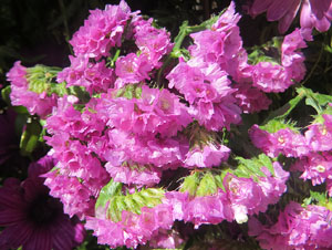 Temps de Flors 2025. Pla&ccedil;a de la Independ&egrave:ncia