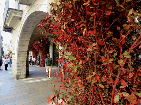 Temps de Flors 2025. Plaça del Vi
