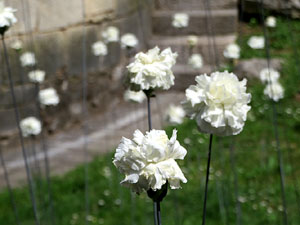 Temps de Flors 2025. Monestir de San Pere de Galligants. Exterior absis