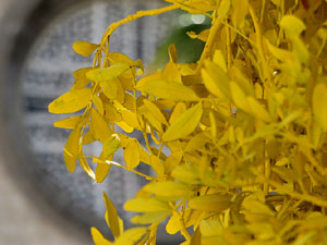 Temps de Flors 2025. Pla&ccedil;a de Santa Susanna