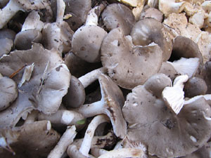 Fires d'alimentació artesana