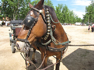 La Cavalcada de Sant Antoni 2013
