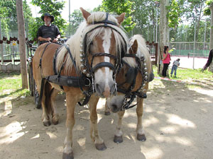 La Cavalcada de Sant Antoni 2013
