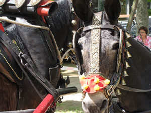 La Cavalcada de Sant Antoni 2013