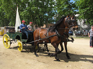 La Cavalcada de Sant Antoni 2013