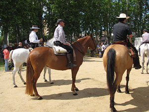 La Cavalcada de Sant Antoni 2013