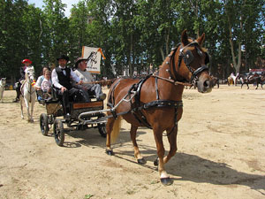 La Cavalcada de Sant Antoni 2013