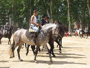 La Cavalcada de Sant Antoni 2013