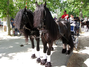 La Cavalcada de Sant Antoni 2013
