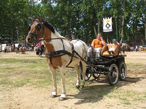 La Cavalcada de Sant Antoni 2013