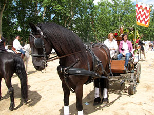 La Cavalcada de Sant Antoni 2013