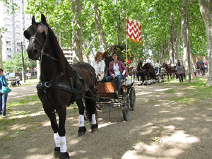 La Cavalcada de Sant Antoni 2013