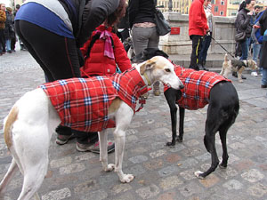 Primera passejada de llebrers i podencs de Girona