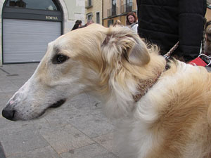 Primera passejada de llebrers i podencs de Girona