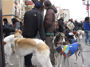 Primera passejada de llebrers i podencs de Girona