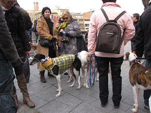 Primera passejada de llebrers i podencs de Girona